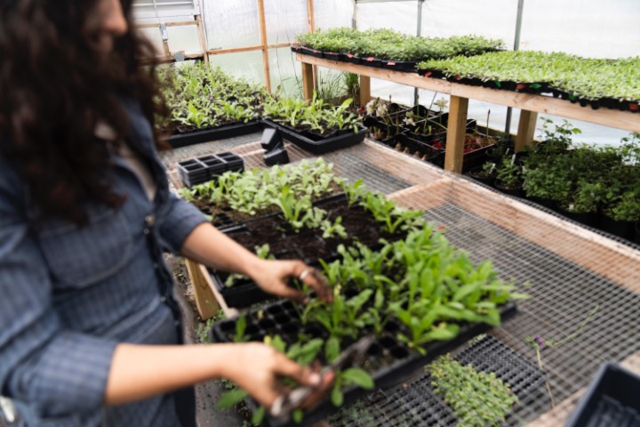 Different Types of Greenhouses - Laddu