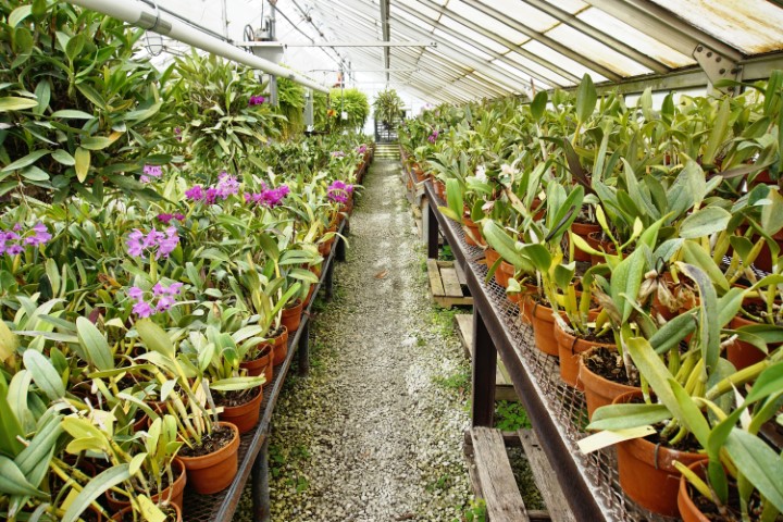 Different Types of Greenhouses - Laddu